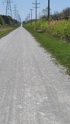 Deer on the trail