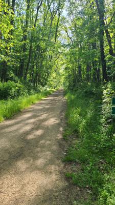 Morning trail